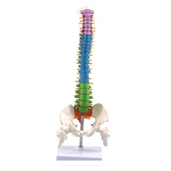 45 см, модел анатомия на таза човек на гръбначния стълб Учебни материали за студенти